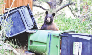 Trash still driving bear problems