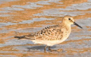 The big week of bird migration in Ouray County