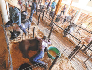 County regroups flawed fair board