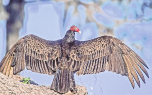 Nature’s sanitation engineer: the Turkey Vulture