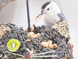 Feeding birds offers a welcome distraction