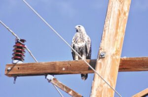 Birds of Ouray County: A hawk built for the cold weather