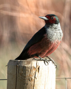 Birds of Ouray County: World Bird Migratory Day yields flock of sightings