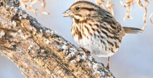 Birds of Ouray County: The song sparrow is a serious songster