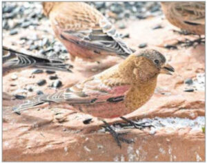 Citizen science in action: Locals monitor rosy-finch