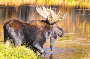 Elk or moose? Here are some tips on how to tell the difference