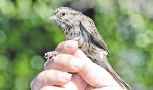 Bird banding remains an important activity