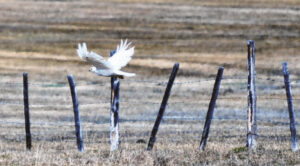 Search yields sighting of special white hawk