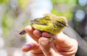 The catastrophe of last month’s bird migration