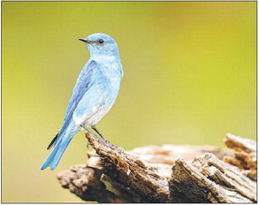 The bluebirds among us