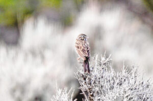 The sparrow that has a story to tell