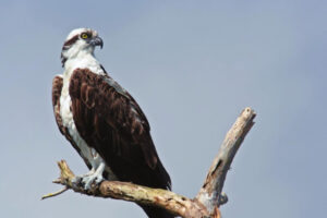 The osprey, an impressive fish hawk