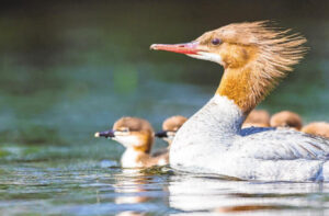 The ‘fish duck’ that’s anything but common