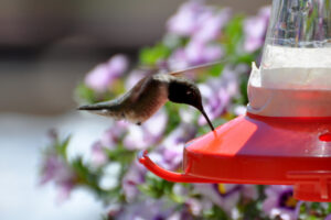 Two hummingbird species call county home