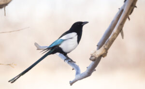 Magpies â smart, witty birds