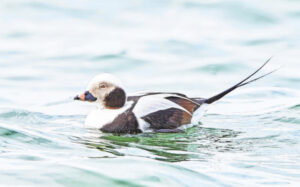 A new duck species for Ouray County
