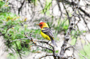 Ourayâs most beautiful bird returns