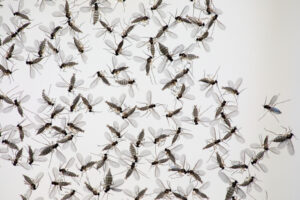 Drat! Gnats swarm Ouray