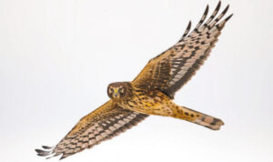 Northern Harrier a different kind of hawk