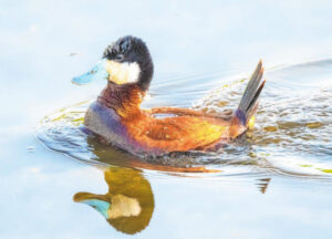 The stiff-tailed Ruddy Duck