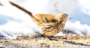 A new bird species for Ouray County