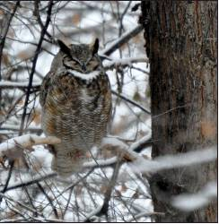 Birds of Ouray County: The history of the Christmas Bird Count
