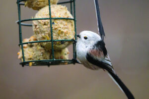 Tiny, mighty bushtits a wonder to see