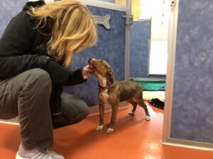 COVID Diaries: Shelter finds silver lining in response to pandemic, pivots approach to serving animals and humans alike