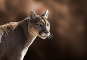 Mountain lion kills Ridgway llamas