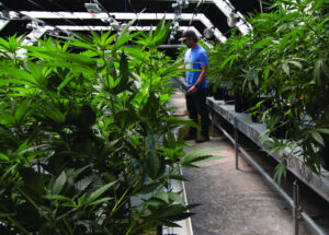 County shutters cannabis facility