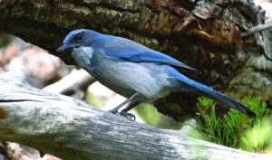 Time to take down bird feeders