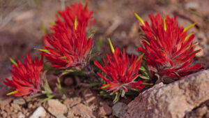 Red desert paintbrush on display