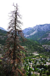 Ambitious project aims to reduce wildfire risk