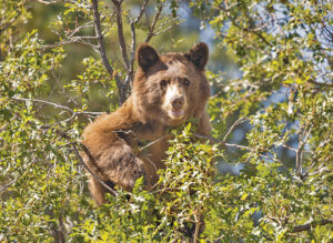 Bears start packing on pounds