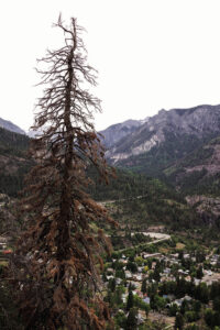 With federal funds in limbo, Ouray seeks options to reduce wildfire danger