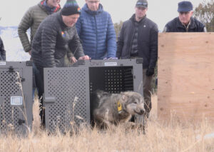 State eyes Ouray County for wolf release