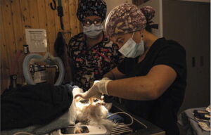 Second Chance Humane Society