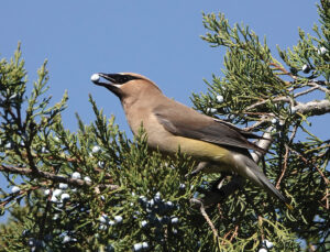 Birdwatching: An equal opportunity hobby for the family