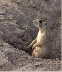 County turns attention to prairie dogs at 4-H Center