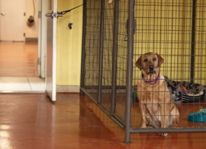 Animal shelter evacuating due to Gold Mountain Fire