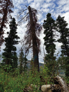 Spring targeted for tree-thinning effort
