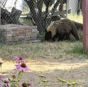 Bear killed after entering Ridgway home, killing chickens