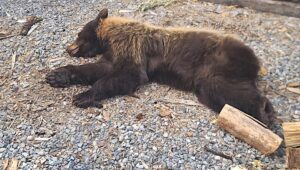 Bear activity ramping up