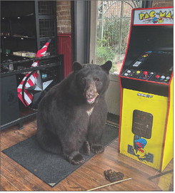 Bear breaks into restaurant, leaves